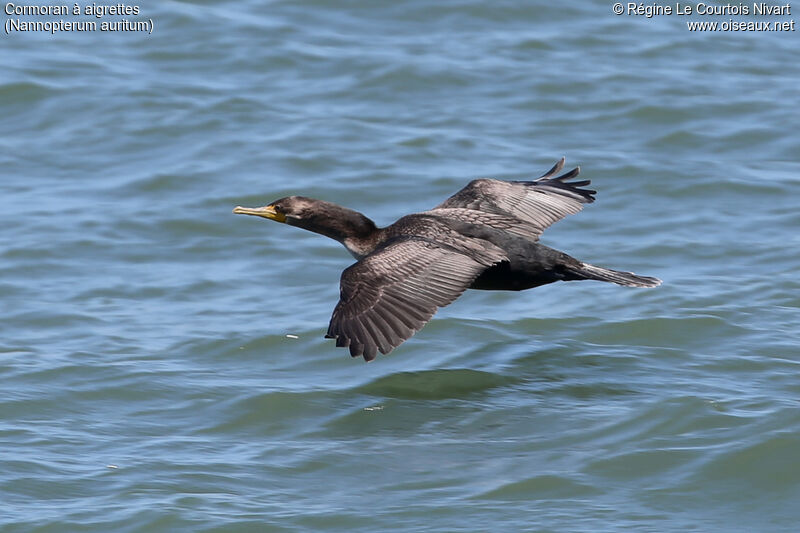 Cormoran à aigrettes