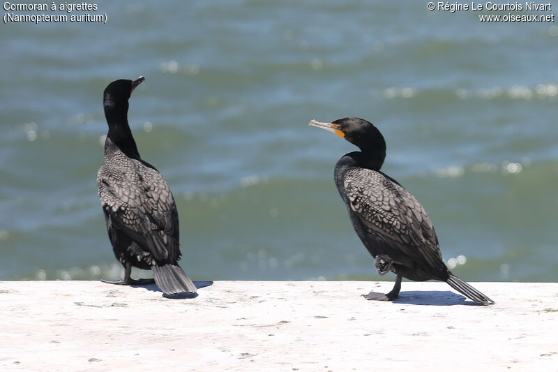 Cormoran à aigrettes