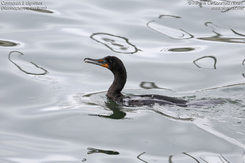 Double-crested Cormorant