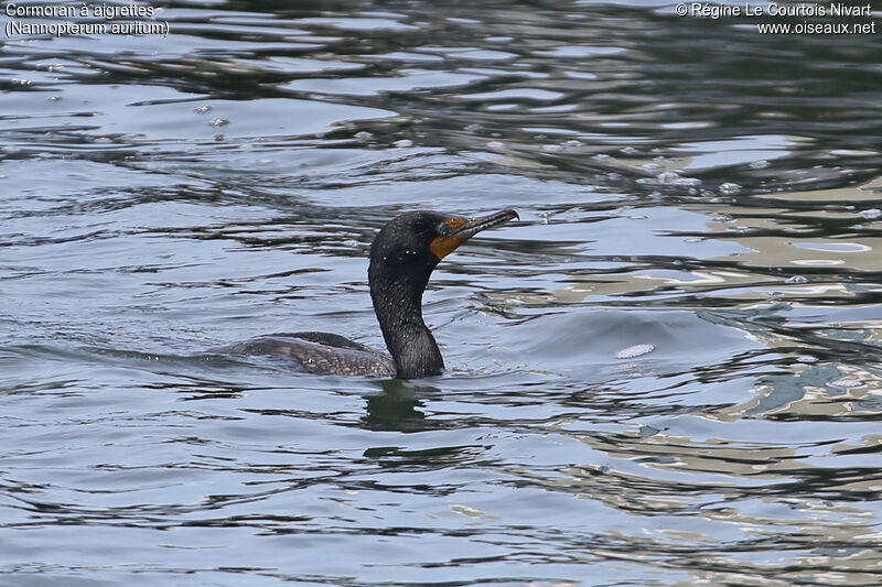 Double-crested Cormorant