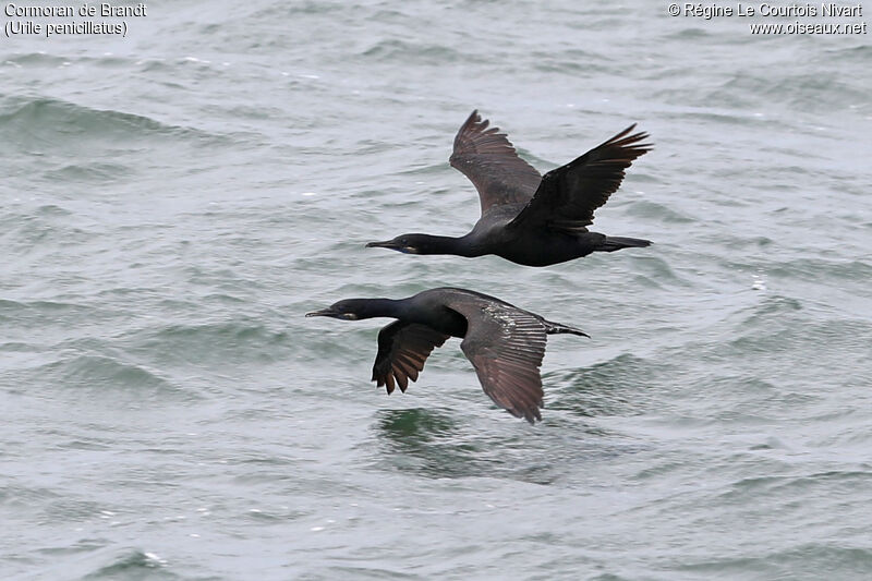 Brandt's Cormorant