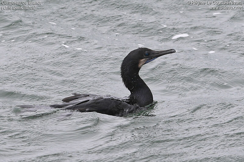 Cormoran de Brandt