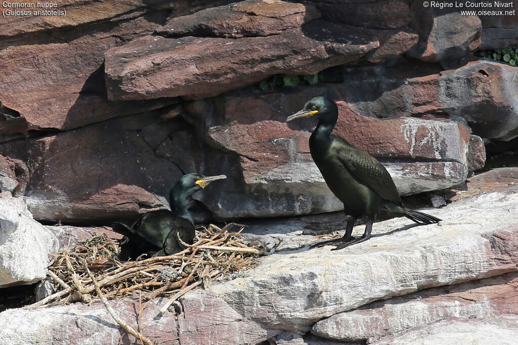 European Shagadult, Reproduction-nesting