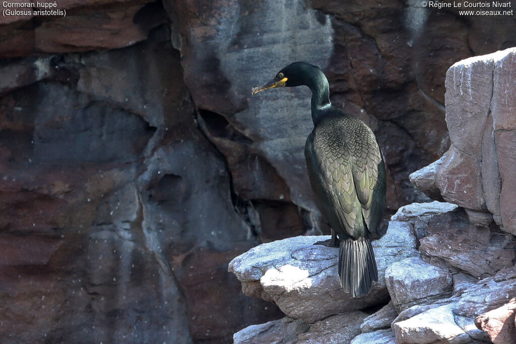 European Shag