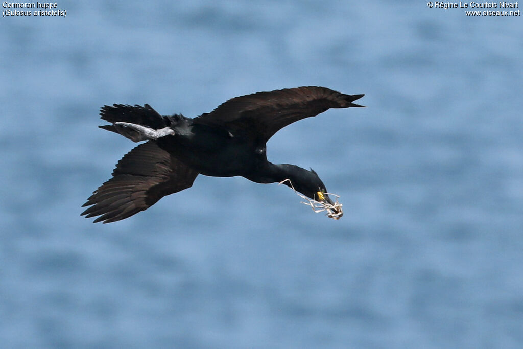 Cormoran huppé