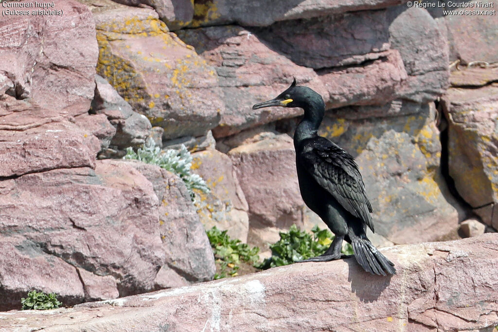 European Shag