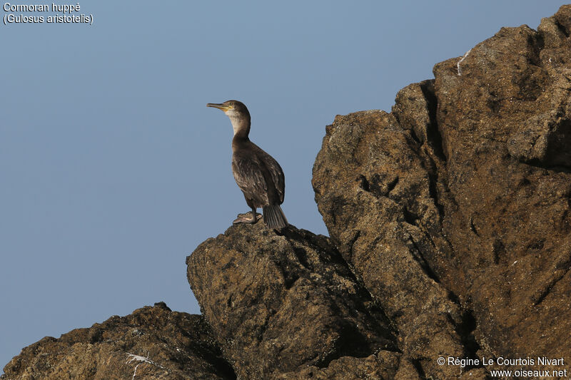 European Shag