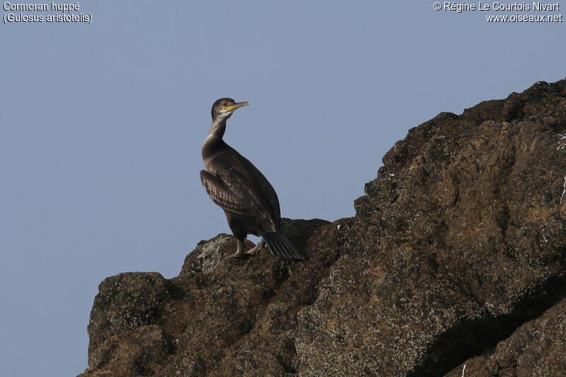 Cormoran huppé