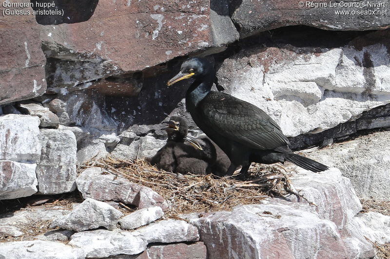 European Shag, Reproduction-nesting