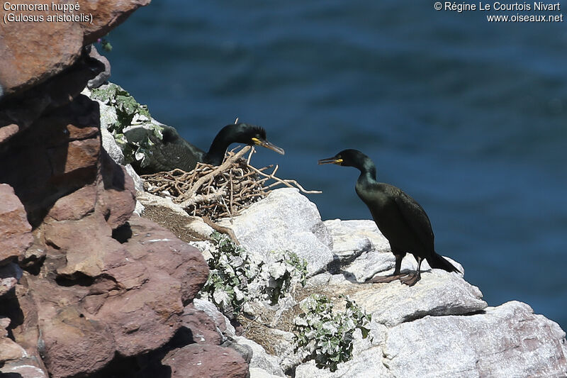 European Shag, Reproduction-nesting