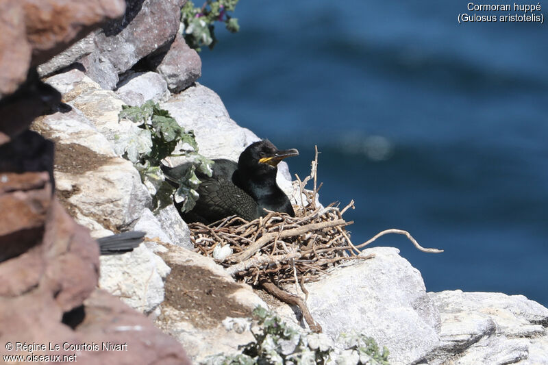 Cormoran huppéadulte nuptial, Nidification