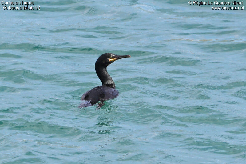 European Shag