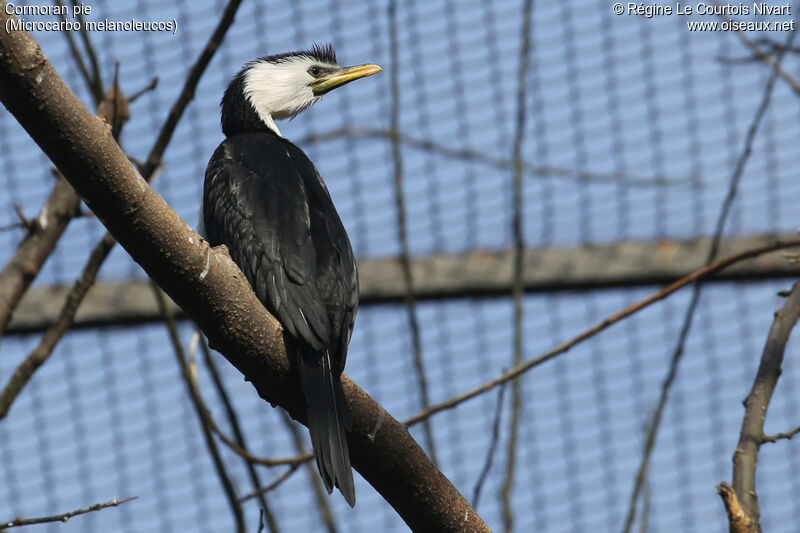 Little Pied Cormorant