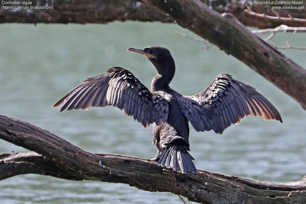 Neotropic Cormorant