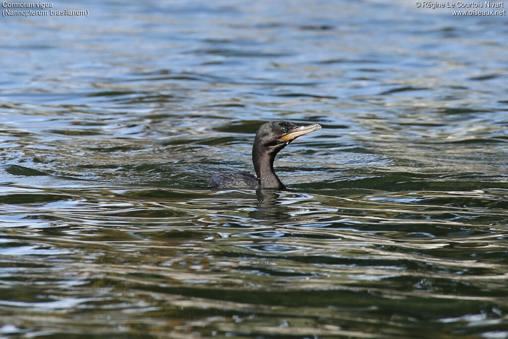 Neotropic Cormorant, swimming