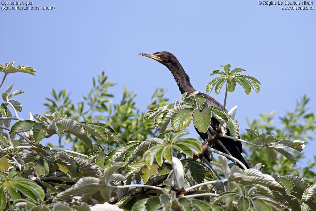 Cormoran vigua