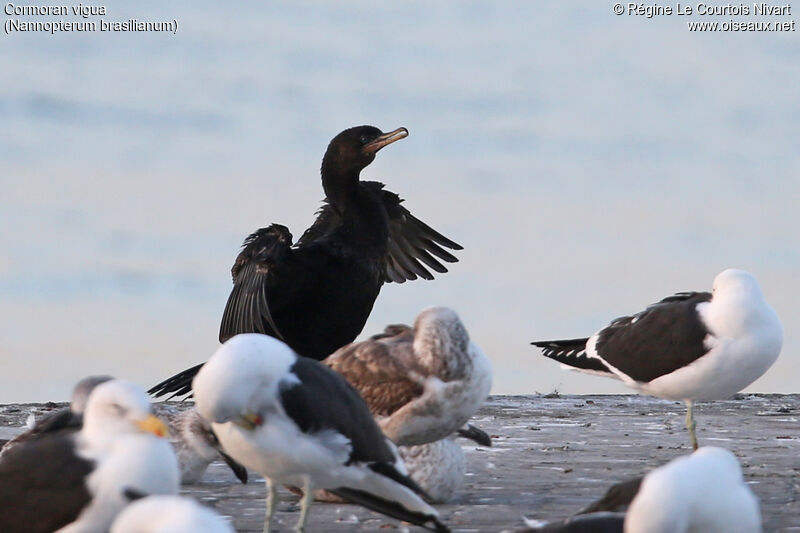 Neotropic Cormorant