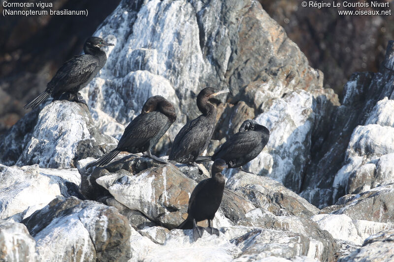 Neotropic Cormorant