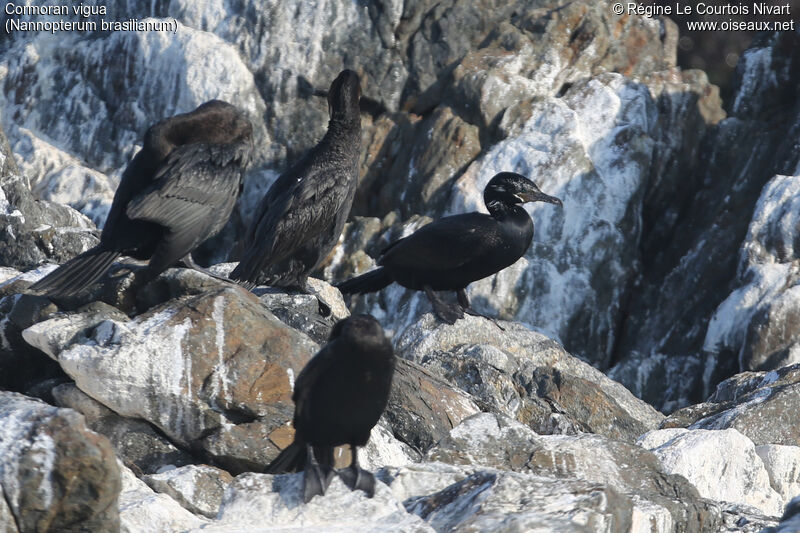 Neotropic Cormorant