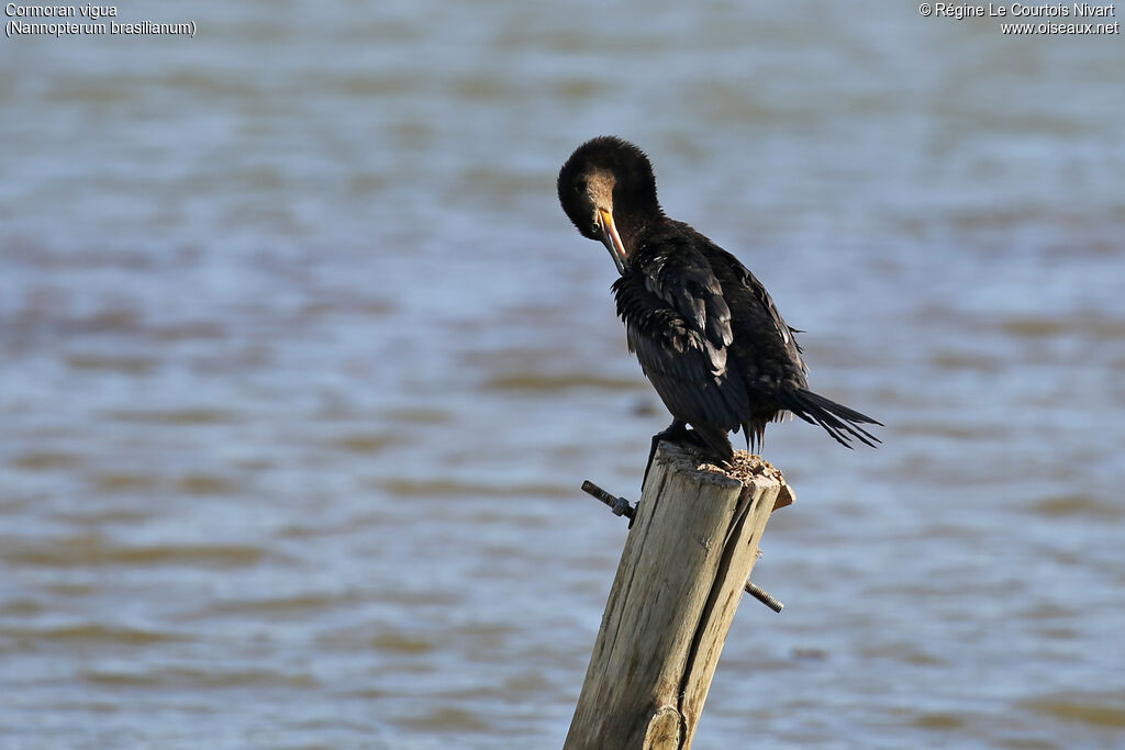 Cormoran vigua