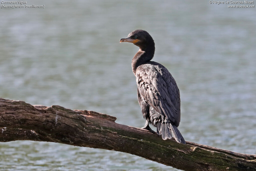 Cormoran vigua