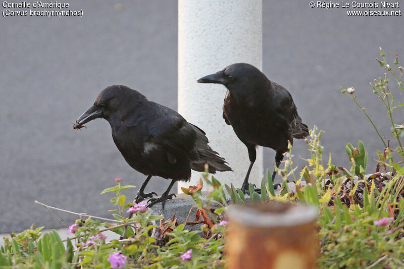 American Crow, fishing/hunting