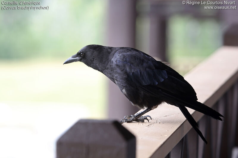 American Crow