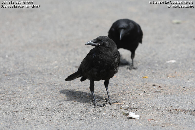 American Crow