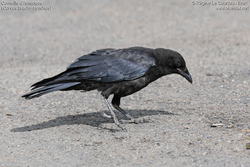 American Crow