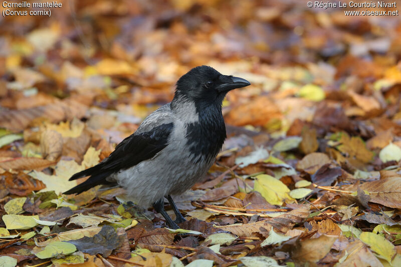 Hooded Crow