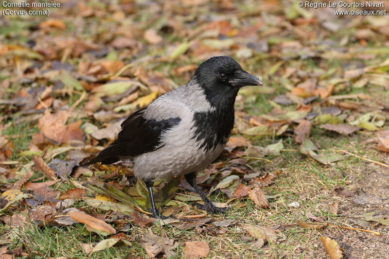 Hooded Crow