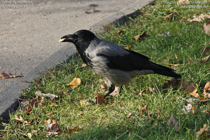 Hooded Crow