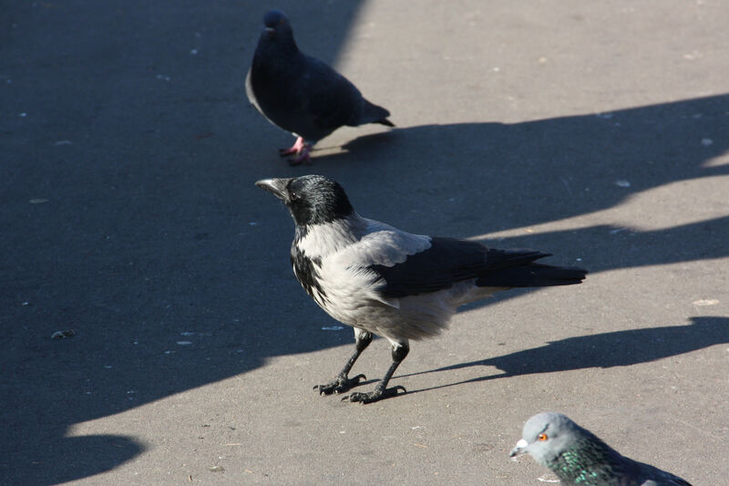 Hooded Crow