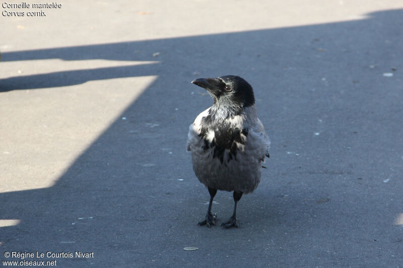 Hooded Crow