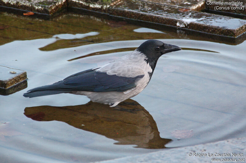 Hooded Crow