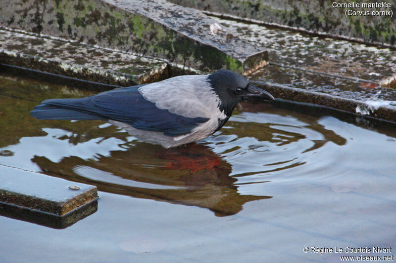 Hooded Crow