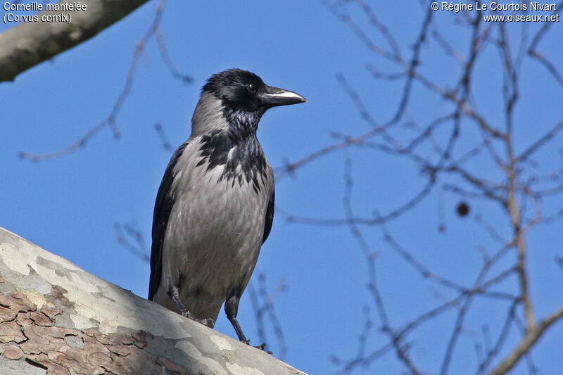 Hooded Crow