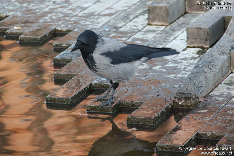 Hooded Crow