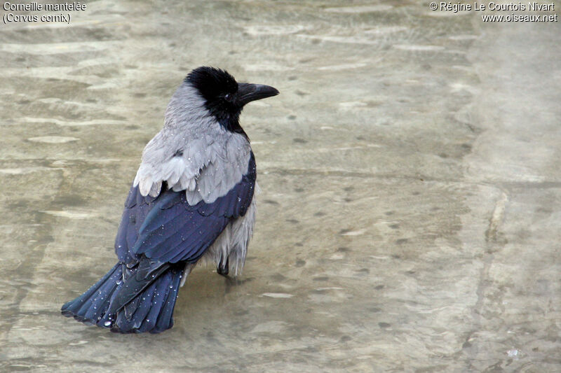 Hooded Crow