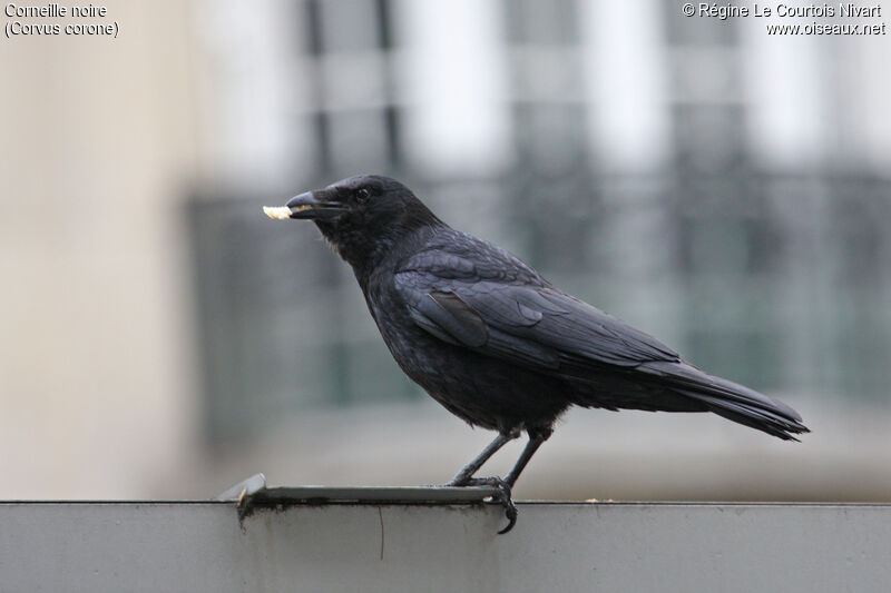 Carrion Crow