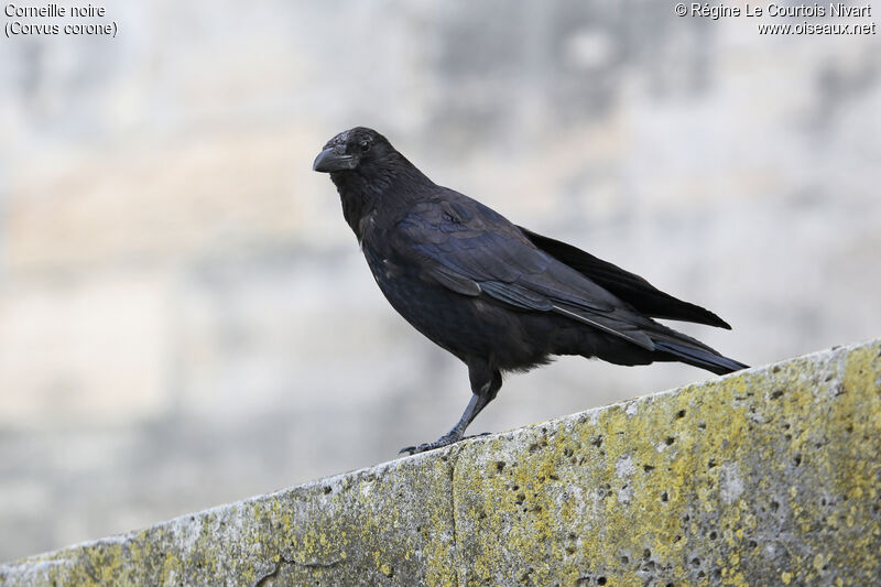 Carrion Crow