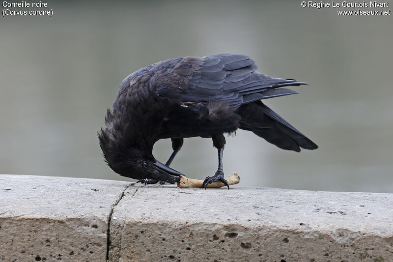 Corneille noire, mange