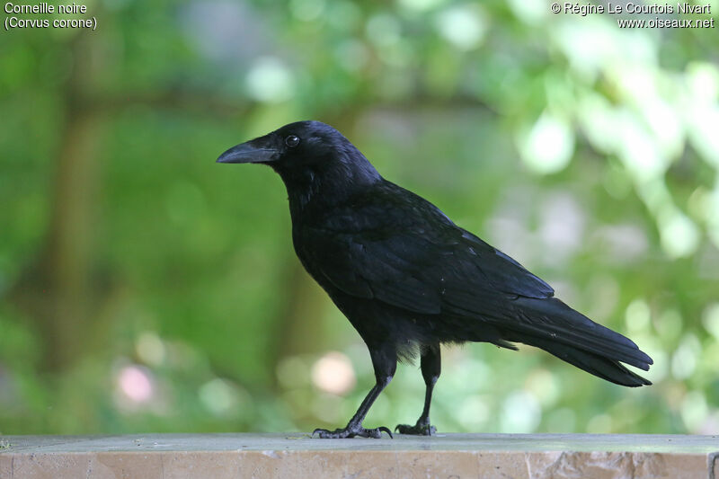 Carrion Crow