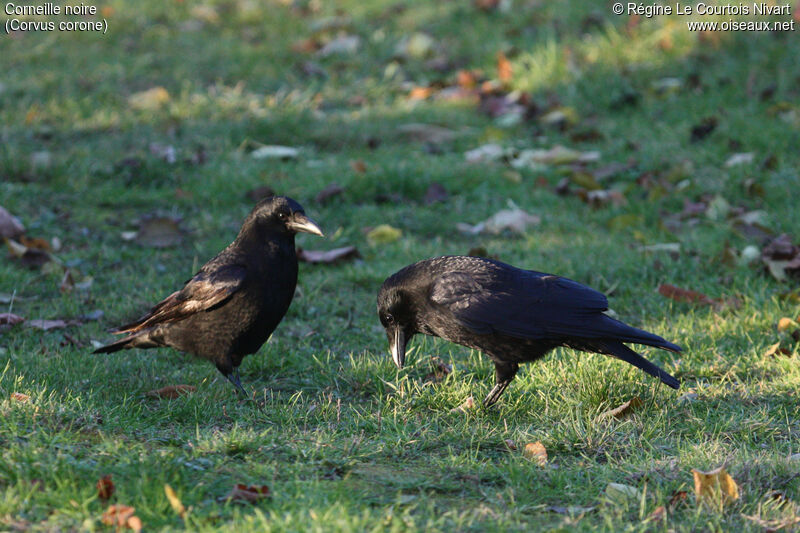 Carrion Crow