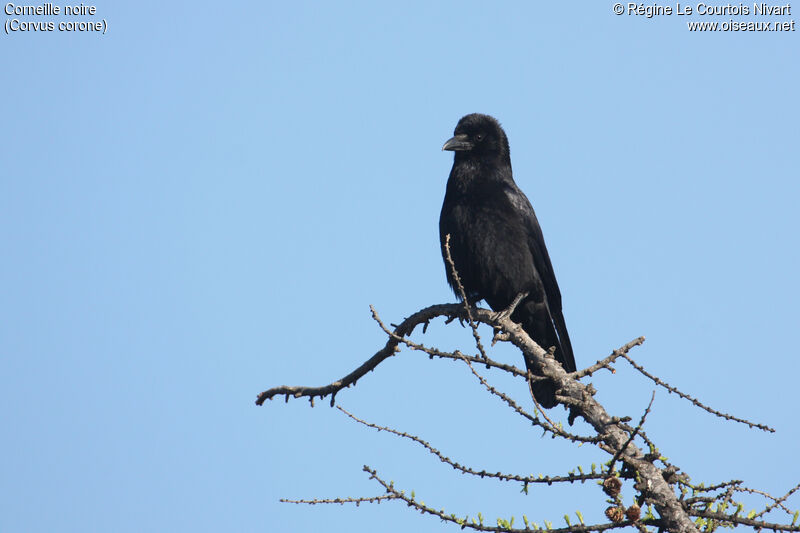 Carrion Crow