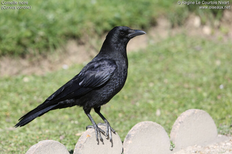 Carrion Crow, identification