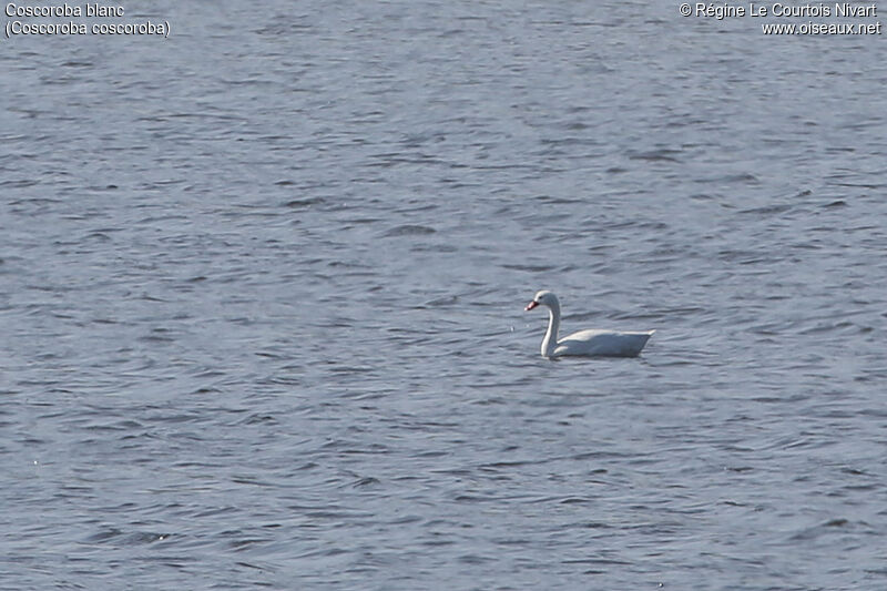 Coscoroba Swan