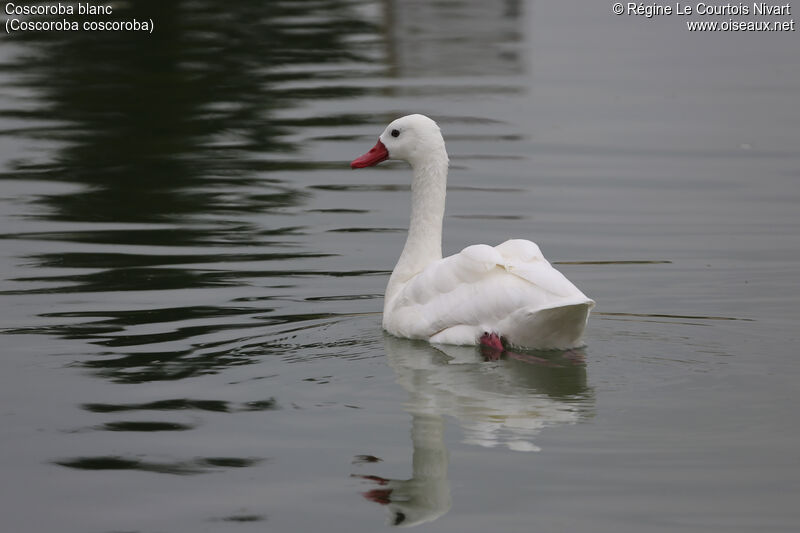 Coscoroba Swan