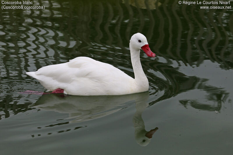 Coscoroba Swan