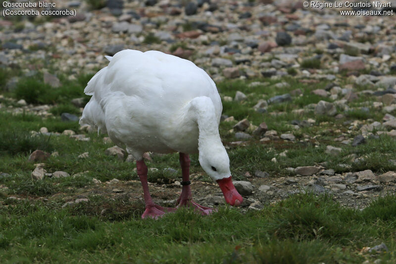 Coscoroba Swan